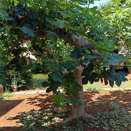 A Casa Da Maria Melissano